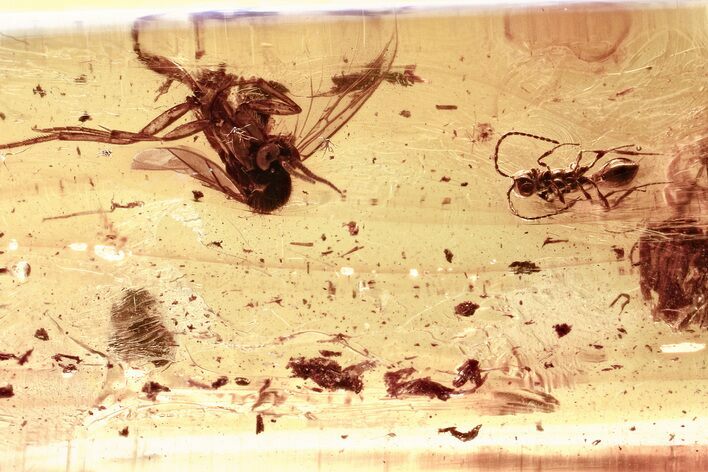 Rare Fossil Wasp (Ismaridae) and Fungus Gnat In Baltic Amber #325382